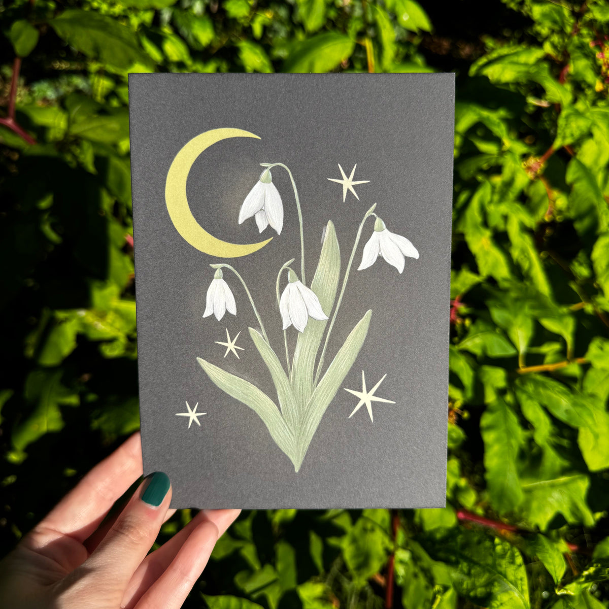 Snowdrop Stars Art Print 5x7