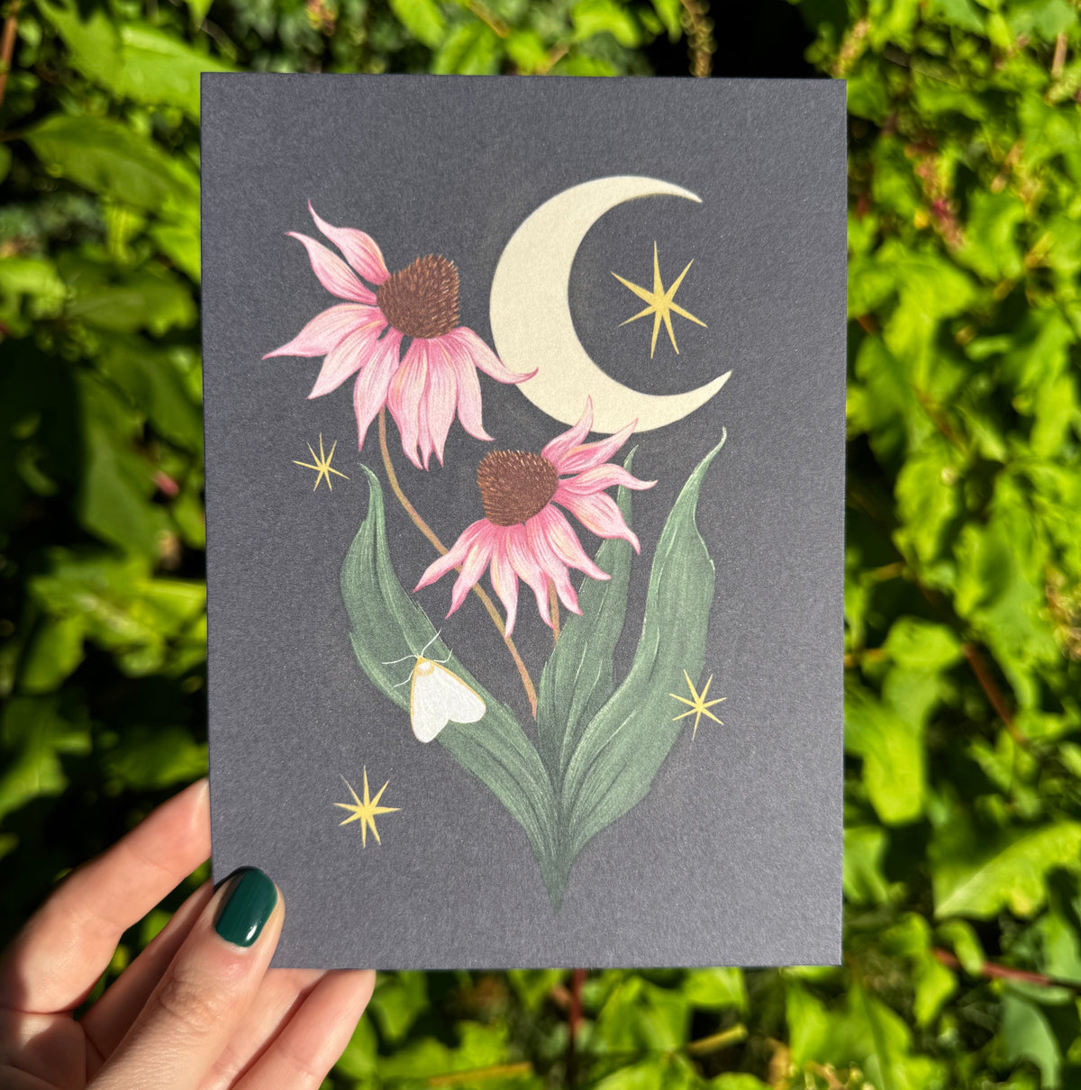 Purple Coneflower Art Print 5x7