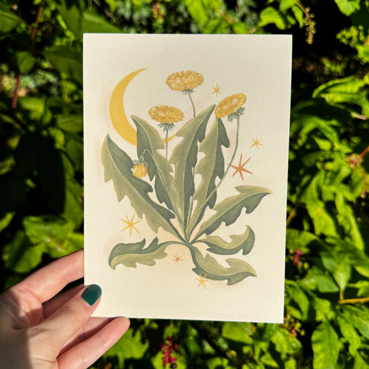 Dandelion Art Print 5x7
